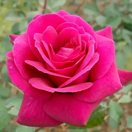 - - Trandafiri - Blackberry Nip™ - Trandafiri online
